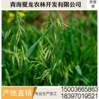 燕麥草 養(yǎng)殖場(chǎng)燕麥草 牛羊、兔子、荷蘭豬和豚鼠寵物牧草