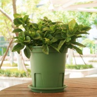 國(guó)產(chǎn)圓形青山盆控根盆不爛根月季盆PP樹(shù)脂花盆綠植種植花盆