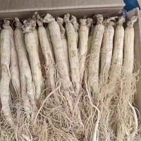 東北特產 長白山人參 生曬白參干人參 產地直發(fā) 批量銷售