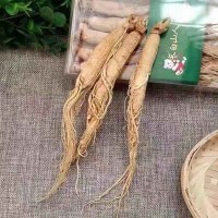 東北特產生曬參 長白山人參 生曬白參 干人參 產地直發(fā) 批量銷售