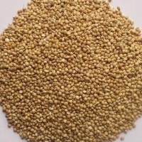 山西產(chǎn)地100斤/袋帶皮殼紅谷子、白谷子黃谷子、鳥食谷子 不包郵