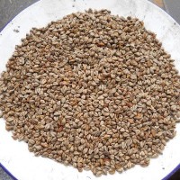 產(chǎn)地直銷(xiāo)100斤/袋苦蕎麥 釀酒苦蕎麥，燒酒蕎麥?zhǔn)称肥w麥 不包郵