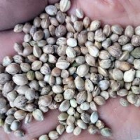 80斤/袋鳥(niǎo)食線麻子、鳥(niǎo)料火麻仁、油料火麻仁 花肥線麻子運(yùn)費(fèi)到付