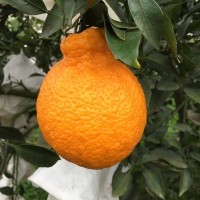 四川眉山丹棱新鮮現(xiàn)摘水果丑柑不知火 丑橘丑八怪