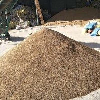 批發(fā)青海藍青稞 青海特產(chǎn)高原青稞 五谷雜糧青稞原料產(chǎn)地供應(yīng)