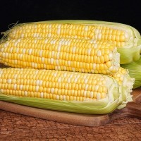 云南水果玉米5斤/9斤 新鮮應季甜玉米生吃苞谷現(xiàn)采現(xiàn)發(fā)