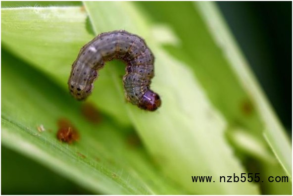 草地貪夜蛾&ldquo;卷土重來&rdquo; 已入侵7省區(qū)