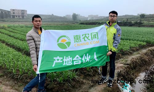 這是一張陳家滿：11個(gè)春秋從&ldquo;門外漢&rdquo;變&ldquo;韭菜通&rdquo;的配圖