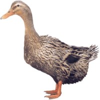 鵝苗批發(fā) 四川白鵝苗 鵝苗供應(yīng) 鵝苗價格 大白鵝苗 鵝苗供應(yīng) 鵝苗價格 大白鵝苗