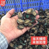 廠家批發(fā)活凍小鮑魚網(wǎng)紅麻辣小海鮮 餐飲佛跳墻食材 社區(qū)團購代發(fā)