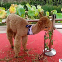 哪里有出租羊駝的，一只羊駝價(jià)格 展覽動(dòng)物租賃公司 馬戲團(tuán)表演