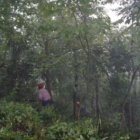 國(guó)家地理標(biāo)志保護(hù)產(chǎn)品 錢塘江源頭特產(chǎn) 多年出口17年有機(jī)茶