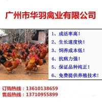 青腳土雞苗瑤雞苗紅毛大公雞苗家禽養(yǎng)殖動(dòng)物種苗廣州雞苗批發(fā)活體