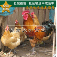 孵化場(chǎng)熱銷 散養(yǎng)土雞 青腳土雞苗 大紅公雞 細(xì)腳紅羽雞【包