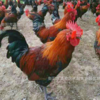 【廠家自產(chǎn)自銷】?jī)?yōu)質(zhì)雪山草雞 青腳麻雞苗 土雞苗包打疫苗包技術(shù)