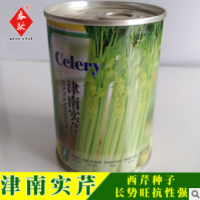 威爾種子批發(fā) 文圖拉西芹種子 津南實(shí)芹 亞力士芹菜種子 基地用種