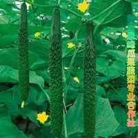 供應原產(chǎn)地黃瓜，品質(zhì)高口感脆