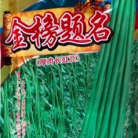 批發(fā)蔬菜種子 華贛翠綠長(zhǎng)豆角 基地 菜園 菜場(chǎng)種子 400克廠家供應(yīng)