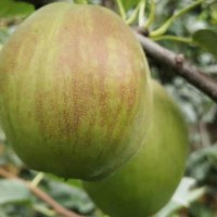 現(xiàn)貨供應梨樹苗 嫁接梨子樹苗 規(guī)格多樣質(zhì)量保障價格合理