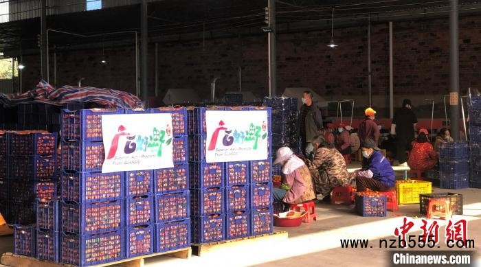 資料圖：廣西柑橘熱銷。　廣西農(nóng)業(yè)農(nóng)村廳供圖