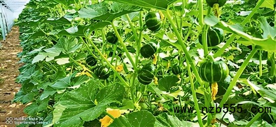 　▲&nbsp;時(shí)創(chuàng)科技金伯利農(nóng)場(chǎng)種植的南瓜