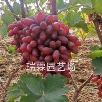 長?？巳鹕咸衙?木果樹苗木批發(fā) 葡萄苗樹葡萄樹苗