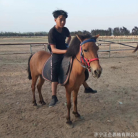 矮種馬養(yǎng)殖 出售老實(shí)聽話的小矮馬 一匹德保矮馬多少錢