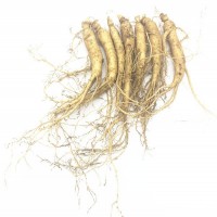 現(xiàn)賣現(xiàn)挖 新鮮人參帶土 1元一根 100根包郵！