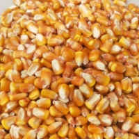 自然水風(fēng)干玉米粒，雞鴨鵝專用玉米
