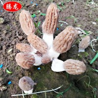 自家種植基地低價(jià)供應(yīng) 新鮮羊肚菌 食用菌餐飲生鮮羊肚菌