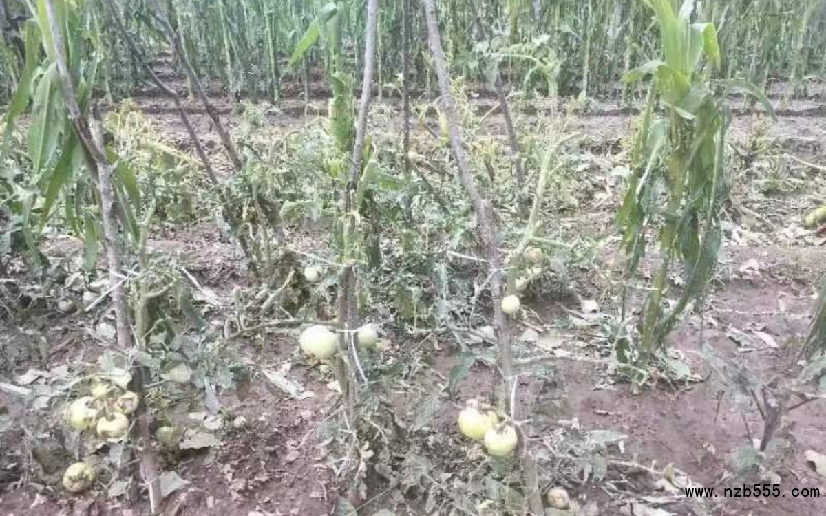 冰雹導致部分露地蔬菜絕收。北京市農業(yè)技術推廣站供圖