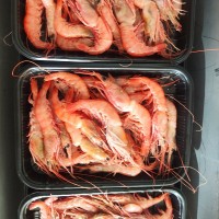 批發(fā)海捕船凍大紅蝦 舟山本港350g大紅蝦 東海海鮮冷凍水產紅蝦