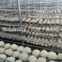 青島康麗源出口銀耳菌棒，銀耳菌包（日本雪耳）