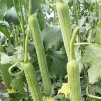 壽光產(chǎn)地現(xiàn)摘現(xiàn)發(fā)絲瓜新鮮農(nóng)家菜園自種綠皮瓜菜瓜批發(fā)青瓜蔬菜 2件起批