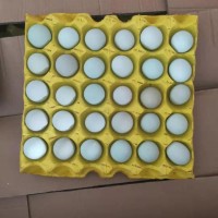 精品小綠殼蛋，凈重30-35斤，日撿日發(fā)