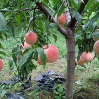 四川桃苗批發(fā)基地，國慶桃三年苗，品種保證基地直發(fā)