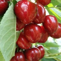 布魯克斯櫻桃樹苗、成都大櫻桃苗批發(fā)、車?yán)遄用? onmouseover=