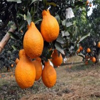 四川柑橘苗批發(fā)，不知火丑柑樹苗三年苗，柑橘苗批發(fā)