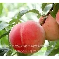 黃桃，平谷產(chǎn)地直發(fā)大桃，黃桃批發(fā)，代收