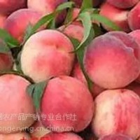 平谷大桃24號,土特產(chǎn)禮品盒，平谷大桃采摘園，批發(fā)大桃