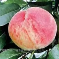 平谷大桃26號，平谷原產(chǎn)地直發(fā)，7月份成熟粘核、半離核