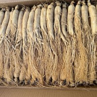 吉林人參 長白山人參 批發(fā) 干人參 生曬參 園參 東北特產 白參