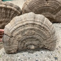 平蓋靈芝 東北長白山散裝平蓋赤靈芝 特產大靈芝批發(fā) 大塊1-2斤