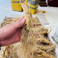 長白山帶土鮮人參 自家人參種植基地 泡酒鮮參 原產地大貨批發(fā)