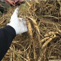 長白山新鮮人參現(xiàn)挖鮮參吉林帶土鮮人參農戶種植東北特產一件代發(fā)