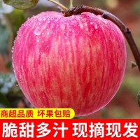 洛川蘋(píng)果供應(yīng)鏈 美域高洛川蘋(píng)果 延安紅富士蘋(píng)果9枚大果