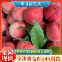 現(xiàn)摘現(xiàn)發(fā)紅毛桃平谷新鮮水果應季黃毛桃批發(fā)整斤毛桃小果3左右/個