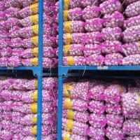 大量供應(yīng)山東大蒜，干蒜，鮮蒜、市場(chǎng)蒜。蒜米料，出口大蒜