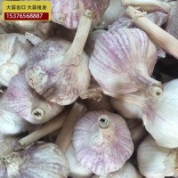 供應(yīng)金鄉(xiāng)大蒜 大蒜出口殘次品2kg 28元 ，不影響使用，美觀度欠，