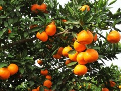 南方種什么水果賺錢最快？水果種植的致富密碼